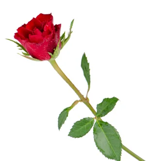 Rosa Per muntar (complements inclosos)